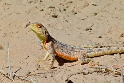 Agama aculeata