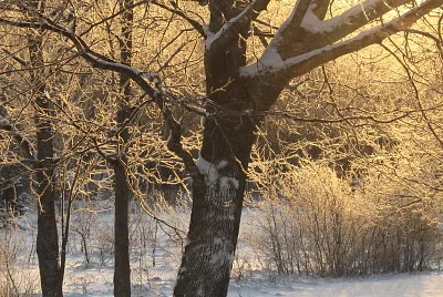 Frosty sunrise