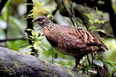 Pernice di sichuan