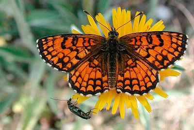 Melitaea athalia