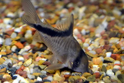 Corydoras melini