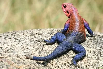 Agama lizard