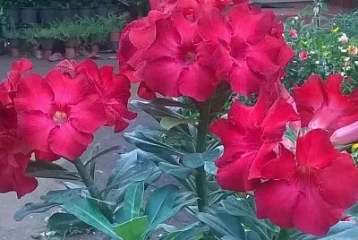 flores