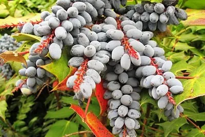frutas