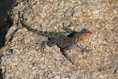 פאזל של Agama kirkii