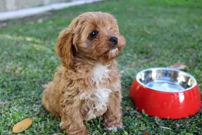 Cavoodle