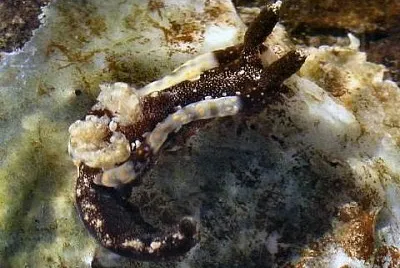 Goniodoris joubini jigsaw puzzle