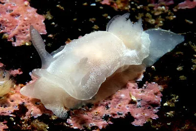 Goniodoris nodosa