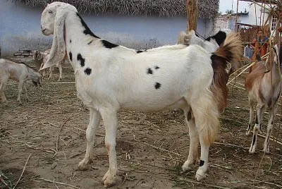 Sojat