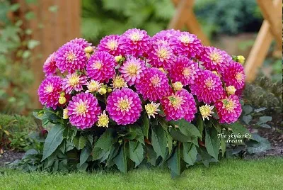 flores