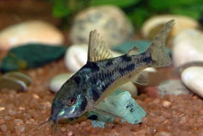 Corydoras paleatus