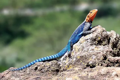 פאזל של Agama lionotus