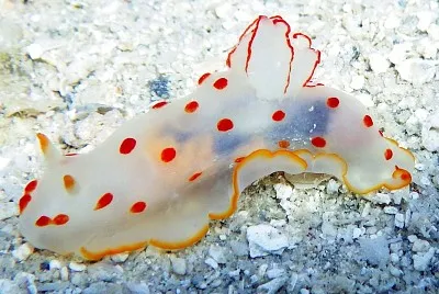 Gimnodoris ceylonica jigsaw puzzle