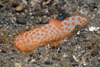 Gimnodoris rubropapulosa jigsaw puzzle