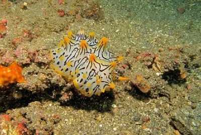 Halgerda okinawa