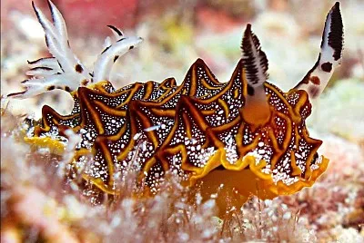 Halgerda tesselata jigsaw puzzle