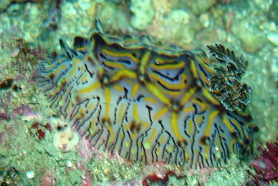 Halgerda willeyi