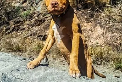 Mascota (Odin bb)