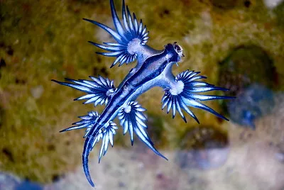 Glaucus atlanticus jigsaw puzzle