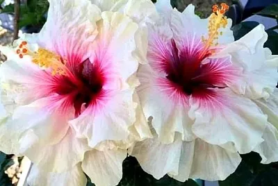 פאזל של flores