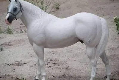blanco