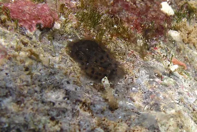 Hallaxa fuscescens