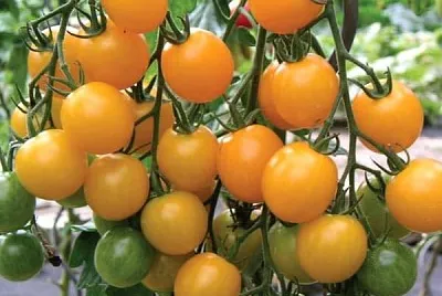 frutas