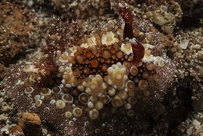 Hoplodoris estrelyado