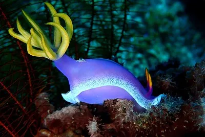 Hypselodoris bulllokii