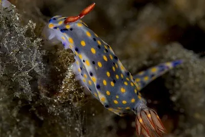 Hypselodoris confetti jigsaw puzzle