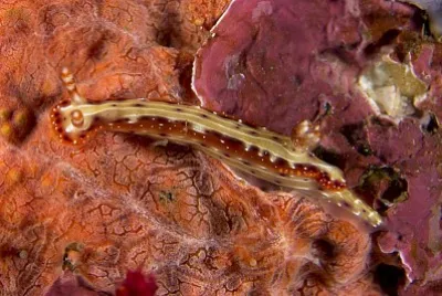 Hypselodoris decorata