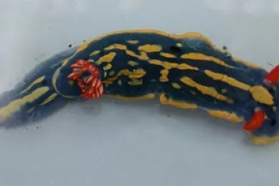 Hypselodoris festiva