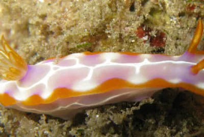 Hypselodoris iacula