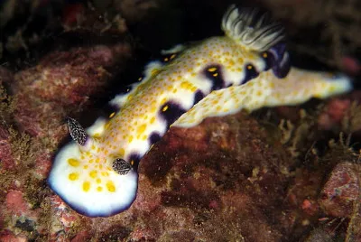 Hypselodoris imperialis