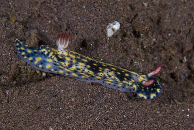 Hypselodoris infucata jigsaw puzzle