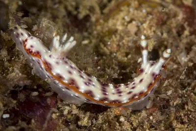 Hypselodoris juniperae jigsaw puzzle