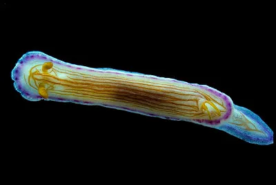 Hypselodoris katerinae jigsaw puzzle