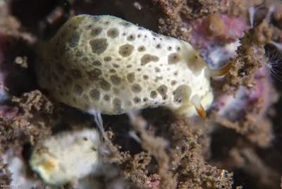 Hypselodoris lacuna jigsaw puzzle