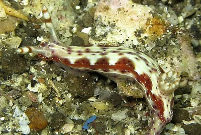 Hypsecolodoris maculosa jigsaw puzzle