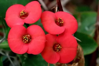 CORONA DE CRISTO