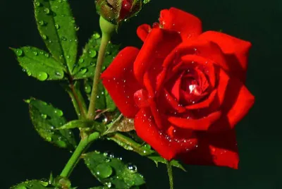 ROSA jigsaw puzzle
