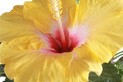 TULIPAN MEXICANO