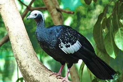 Pipile cumanensis