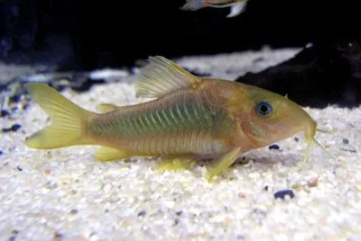 Corydoras melanotaenia jigsaw puzzle