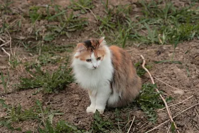 Siberiano black tortoiseshell