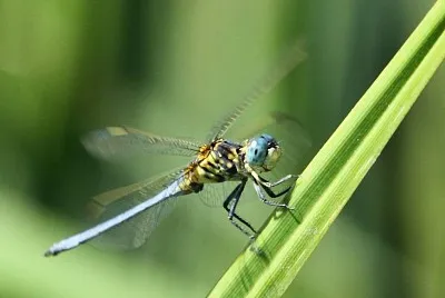 Orthetrum abbotti