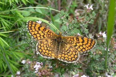 פאזל של Melitaea deione