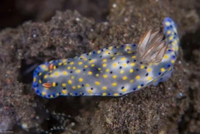 Hypsecolodoris roo jigsaw puzzle