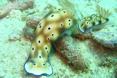 Hypsecolodoris tryon