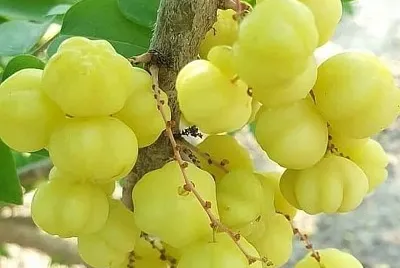 פאזל של frutas